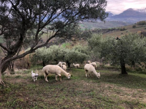 Alpacafarm Abruzzovakantie